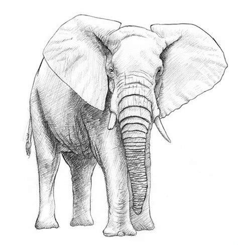 Einen Elefant Malen And Zeichnen Elefant Zeichnung Elefant Malen