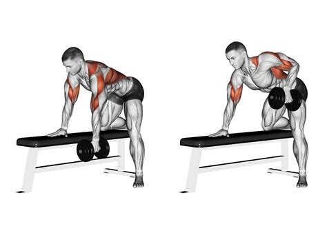 Major Muscles And Actions Involved In The Bent Over Dumbbell Row