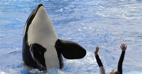 Orcas Perform For First Time Since Death