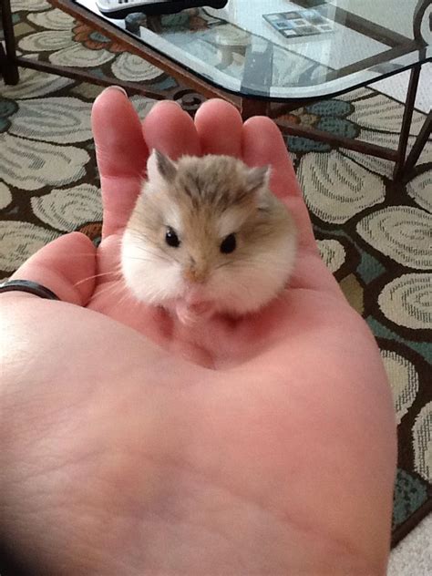 This Is My New Hamster Moon Shes A Robo Hamster Which Is The Smallest