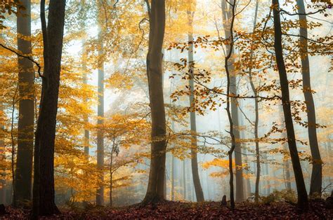 Fog Autumn Forest Beautiful Views Wallpapers 2048x1357
