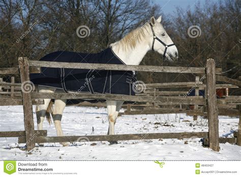 Warm Blood Grey Horse Standing In Winter Corral Rural Scene Stock Image