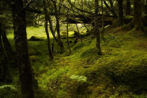 Dark Forest Forest Near Kilchurn Castle Scotland Gustavo Naharro