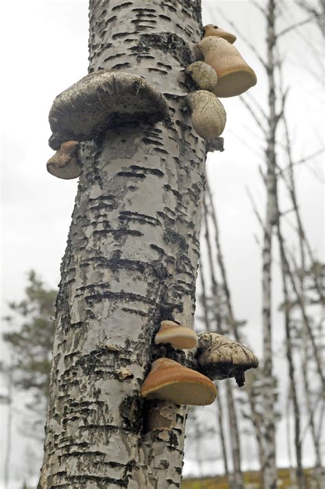 Mushrooms That Grow On Birch Trees All Mushroom Info