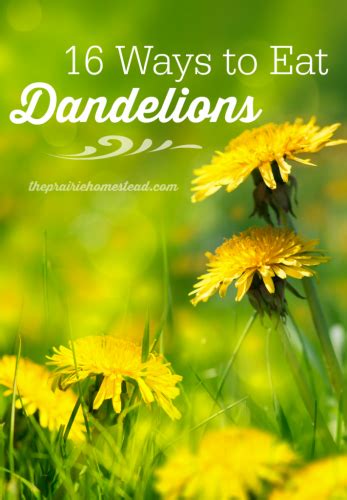 16 Ways To Eat Dandelions — Self Sufficiency Magazine Dandelion