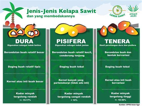 Jenis Buah Kelapa Sawit Tak Ada Limbah Yang Dihasilkan Dari Buah