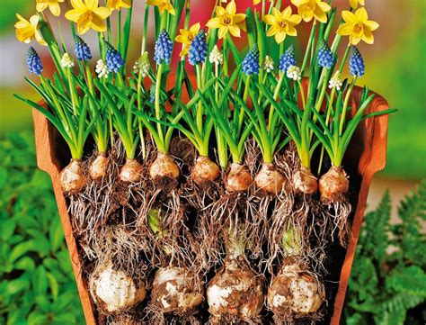 Maybe you would like to learn more about one of these? Blumenzwiebeln richtig pflanzen | Blumenzwiebeln pflanzen ...