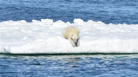 Polar Bears Are Starving Because Of Global Warming Melting Sea Ice