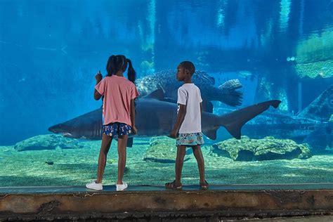 Ushaka Sea World Aquarium In The City Durban