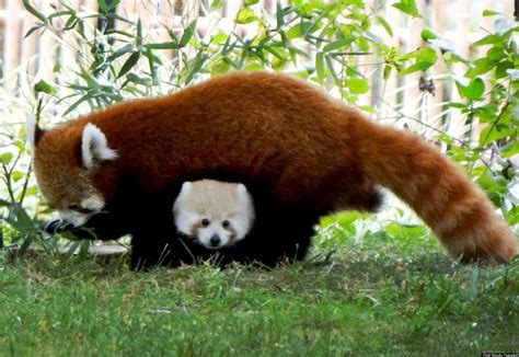 Baby Red Panda Sherman Makes Autumn Appearance At Detroit Zoo Huffpost