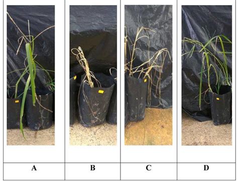 Response Of Glyphosate Resistant Goosegrass Plants At The Flowering
