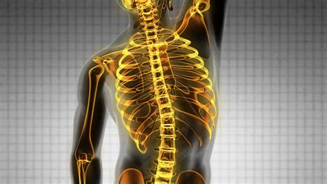 The range of motion in the thoracic spine is limited. backbone. backache. science anatomy scan of human spine bones glowing Stock Video Footage ...
