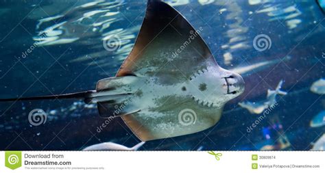 Manta Ray Floating Underwater Stock Photo Image Of Mobula Giant