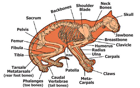 A cat's skeleton is made up of many different bones: The Anatomy of Your Dog or Cat | Bothell Pet Hospital Case ...