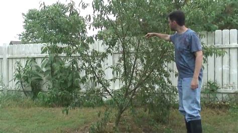 The most common contender peach tree material is canvas board. Peach Tree: Contender - YouTube
