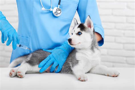 What is a cat distemper combo vaccination? Dog Owner's Guide to DHLPP & DHPP Vaccination (DISTEMPER ...