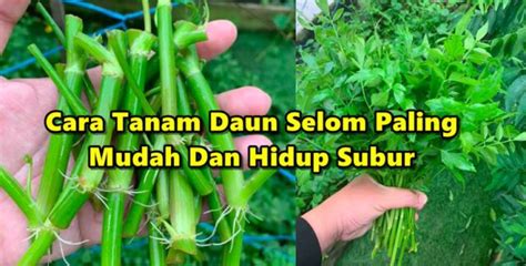 Semoga bermanfaat dan juga dapat menambah ilmu pengetahuan akan cara membudidayakannya. Cara Tanam Daun Selom Paling Mudah Dan Hidup Subur ...