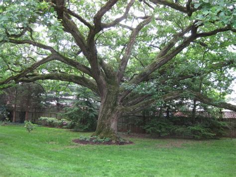 European Linden Tree Mature Nude