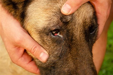How Do You Cure Pink Eye In Dogs