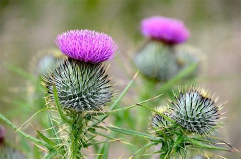 The Meaning Of The Scottish Thistle The Irish Jewelry Company