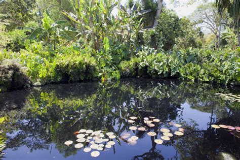 Reflected Vegetation Near A Pond Clippix Etc Educational Photos For