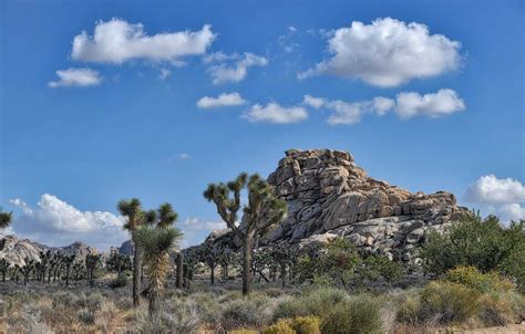 10 Incredible Things You Must See In Joshua Tree National Park