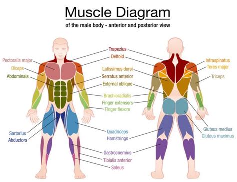Understand your body, simplify your workout. Man six pack Stock Vectors, Royalty Free Man six pack Illustrations | Depositphotos®
