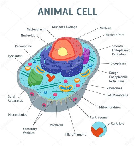 Imágenes Celula Animal Dibujo Dibujos Animados Célula Animal