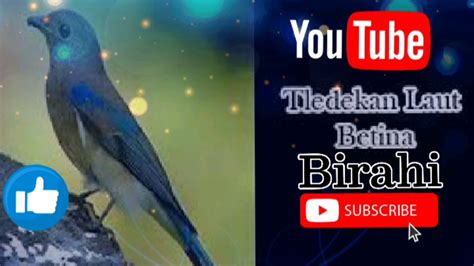 Burung flamboyan jantan dan betina. Suara Burung Tledekan Laut Betina Birahi - YouTube