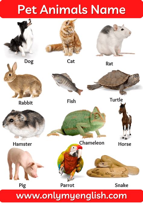 Pet Animals Name List Of Pet Animal In English With Pictures And Images