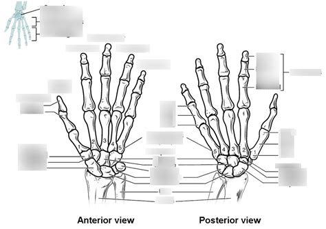 Hand Bone Anatomy Diagram Quizlet