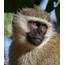 500  Black Monkey Pictures HD Download Free Images On Unsplash