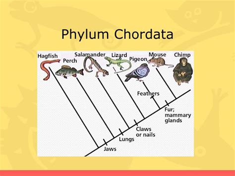 Phylum protozoa (approximately 30,000 known species): PPT - Phylum Chordata PowerPoint Presentation, free ...