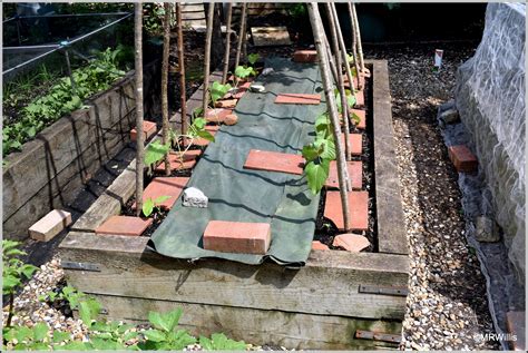 Marks Veg Plot Planting Out Runner Beans