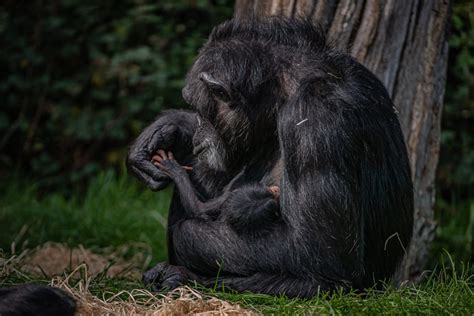 Critically Endangered Baby Chimpanzee Born At Chester Zoo So Counties
