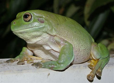 Whites Dumpy Frogs Learn About Nature