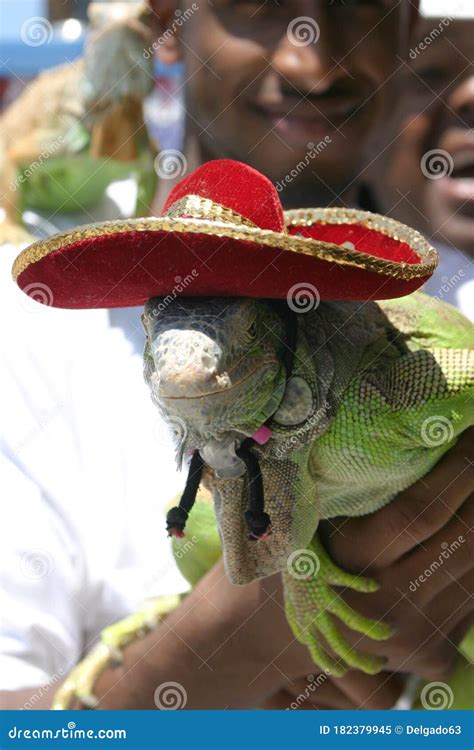 Puerto Vallarta Mexico June 15 2005 Iguana Wearing A Sombrero At