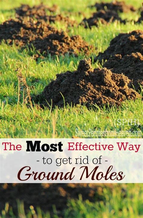 How To Deter Moles In The Garden How To Stop Ground Moles In The