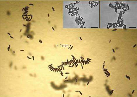 Aedes and ochlerotatus mosquitoes lay their eggs singly, usually on damp soil. Mosquito eggs (size ∼ 1 mm) floating at the air-water ...