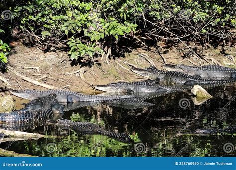 Many Alligators Sunning On The Shore Of The Swamp Stock Photo Image