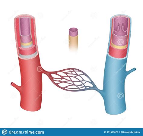 Arteries and veins diagram 205 circulatory pathways anatomy and physiology. Arm Arteries Veins Nerves Stock Photo | CartoonDealer.com ...