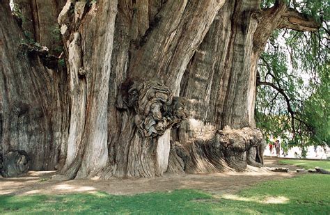 The Oldest Tallest Widest And Biggest Trees In The World I Like To