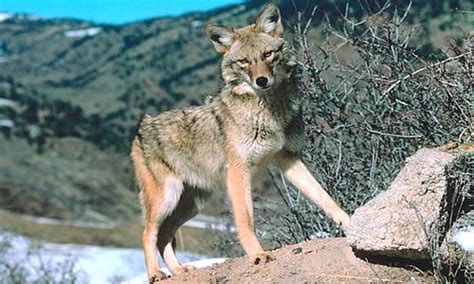 Coyote Key Facts Information And Pictures