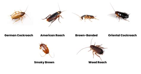 Types Of Bugs That Look Like Cockroaches With Photos
