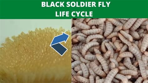 Black Soldier Fly Life Cyclethe Cycle Of Black Soldier Bsf Youtube