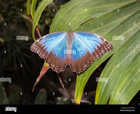 Morfo Morpho Peleides Azul Descansando Sobre Una Hoja De Palmera En