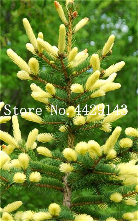 50 Pcs Rare Blue Yellow Spruce Tree Plant Evergreen Picea Pungens