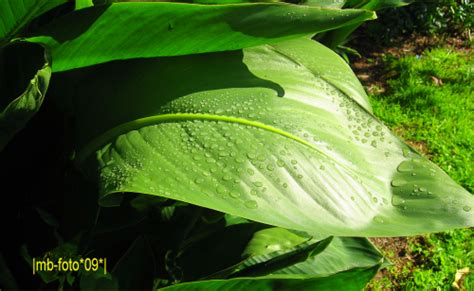 Canna lilies are perfect for growing at the back or middle of a mixed or tropical border. canna lily leaf