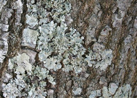 Winter Reveals Lichen Growth On Plants Mississippi State University