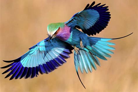 ТОП 10 удивительных птиц с самыми красивыми хвостами